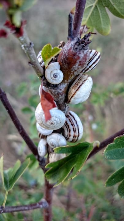 Schnecken Villaggio Residence Punta Spin