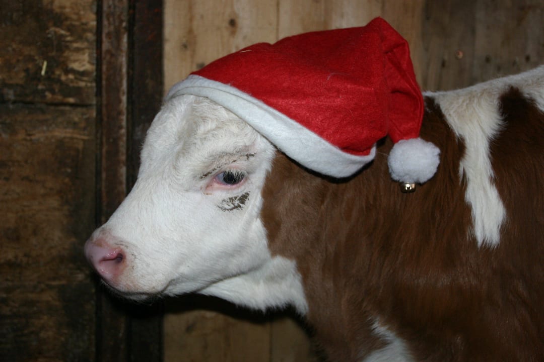Urlaub auf dem Bauernhof im Winter  Ferienbauernhof Hirschfeld