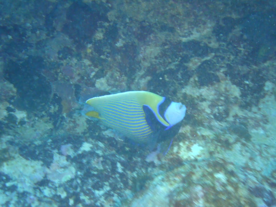 Sport & Freizeit Crystals Beach Resort Belle Mare, a member of Radisson Individuals