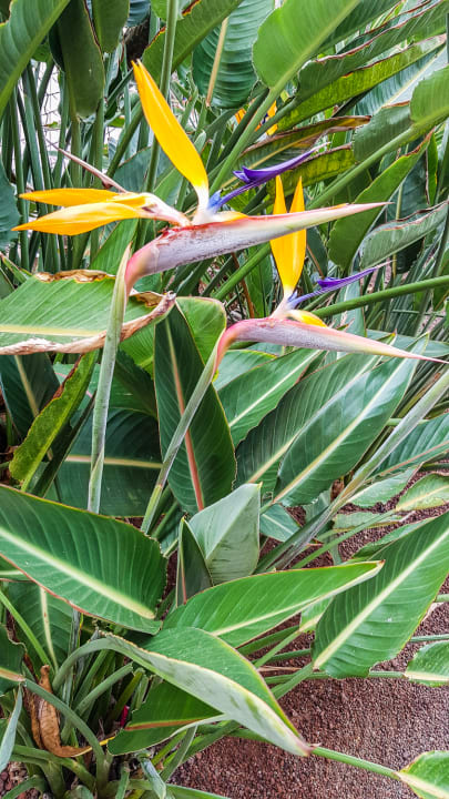 Gartenanlage Lopesan Baobab Resort