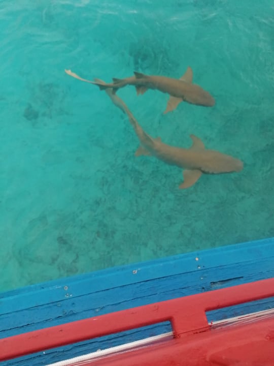 Sport & Freizeit  NH Collection Maldives Reethi Resort