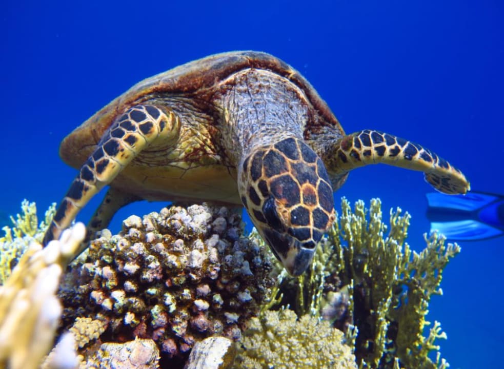 Sonstiges Malikia Resort Abu Dabbab