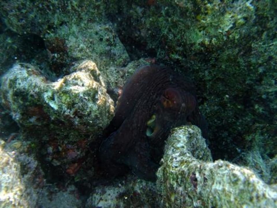 Schnorcheln am Hausriff NH Collection Maldives Reethi Resort