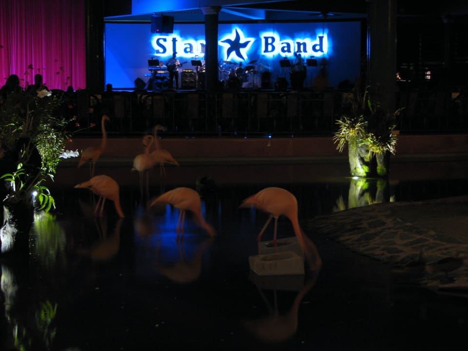 Flamingos in der Lobby Iberostar Waves Costa Dorada