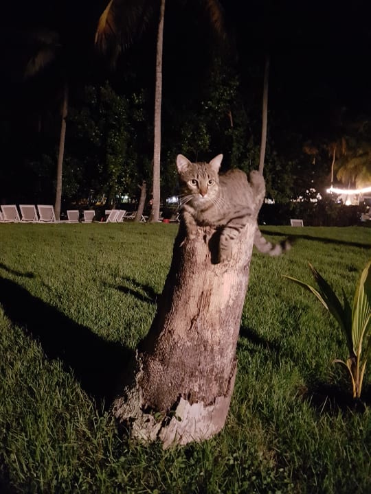 Außenansicht Wyndham Alltra Samana