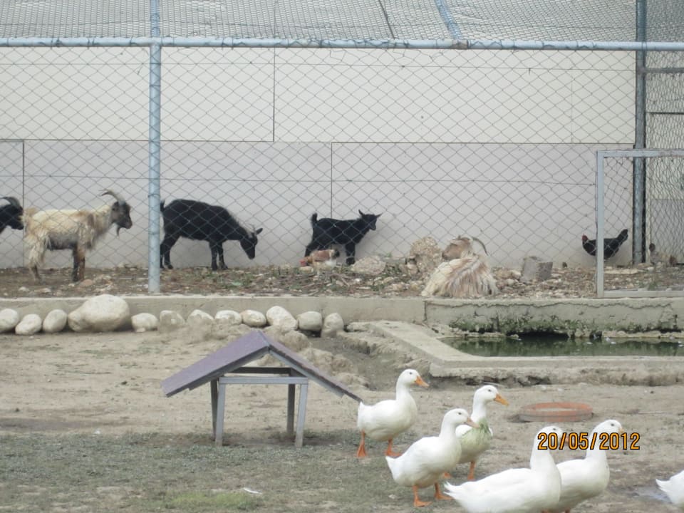 Hotelzoo Belek Beach Resort Hotel