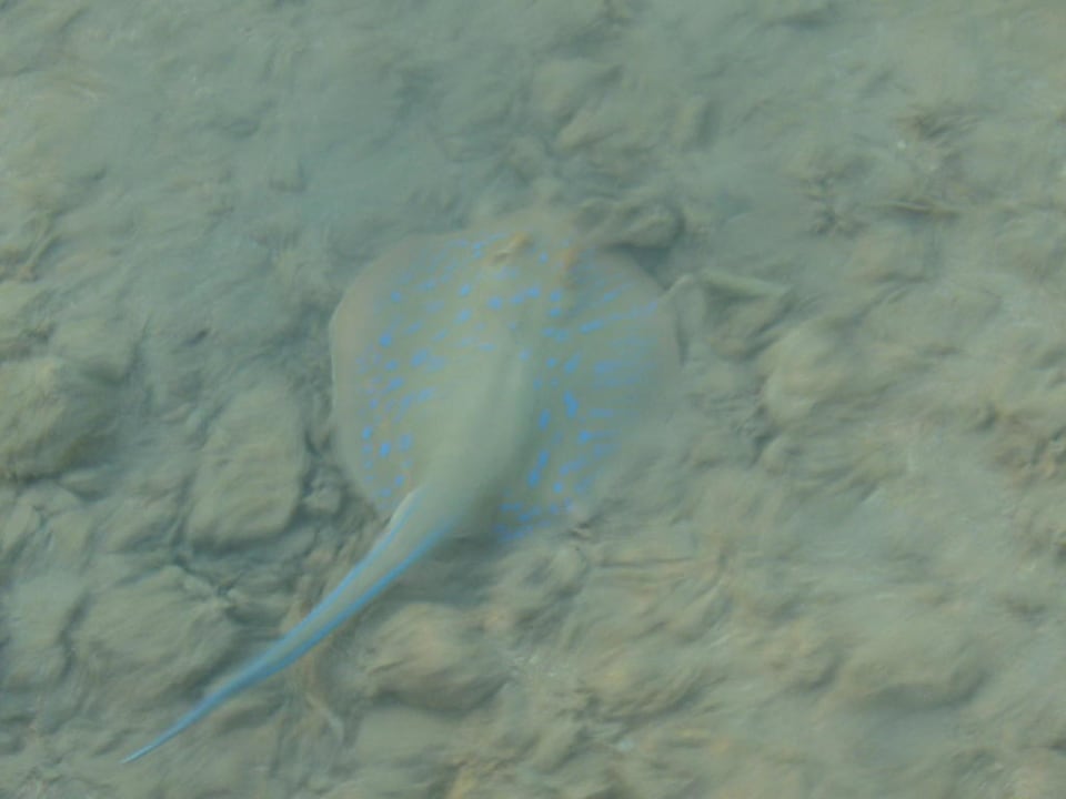 Blaupunktrochen Arabia Azur Resort