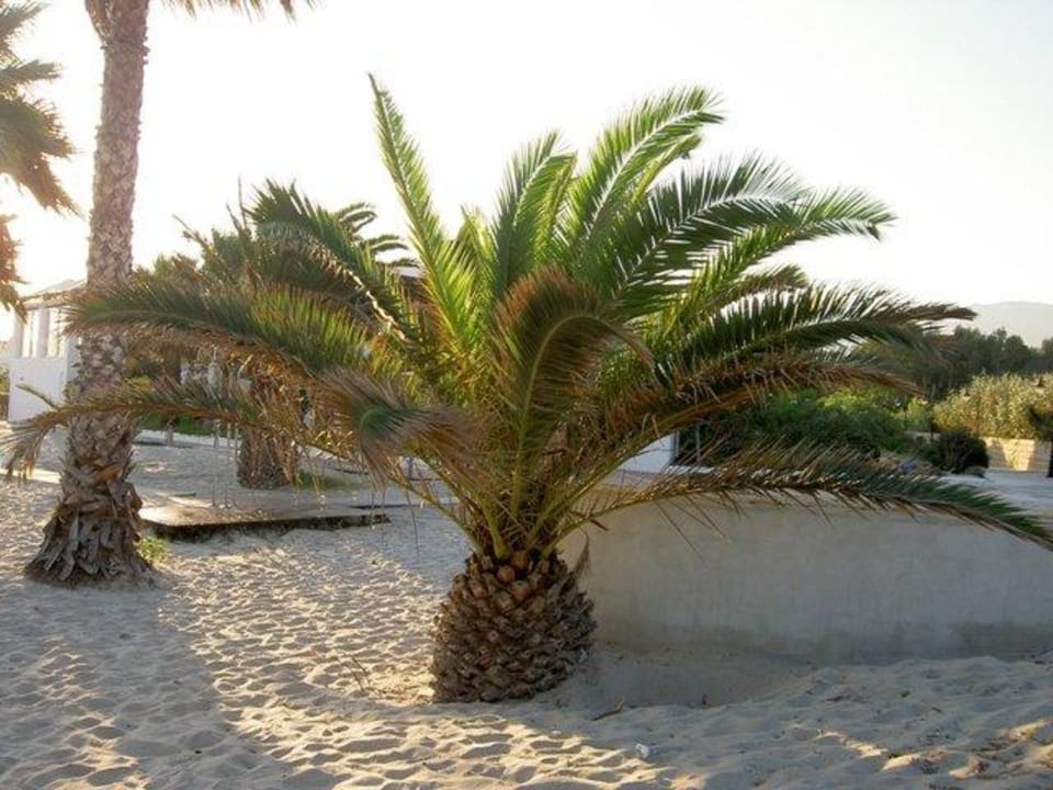 Palme am Strand Atlantica Marmari Beach