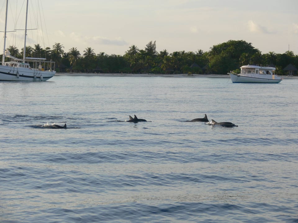 Sunset Cruise Kuredu Island Resort & Spa