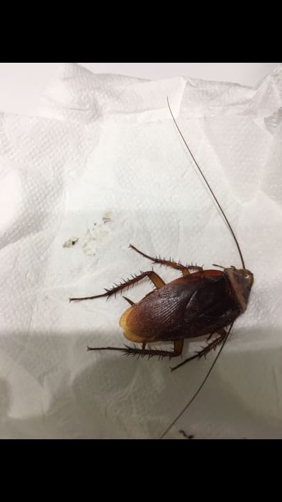 Zimmer HL Sahara Playa