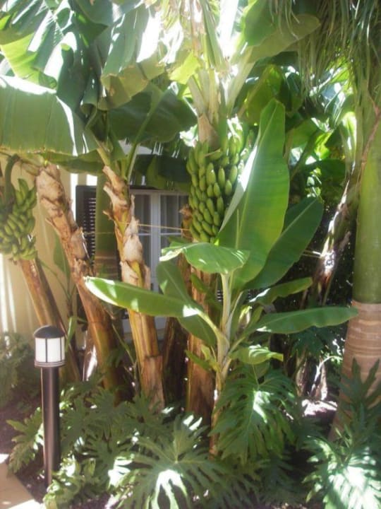 Bananenstauden Hotel Cordial Mogán Playa