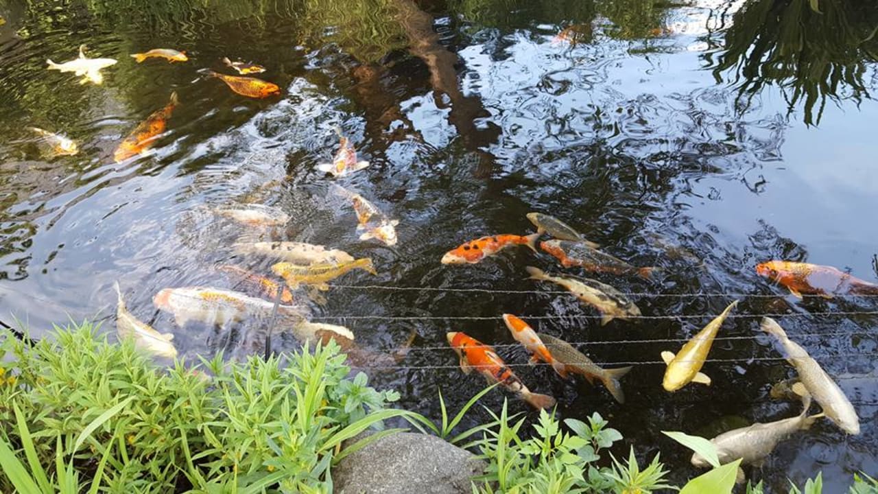 Gartenanlage Spreewaldpension Beesk