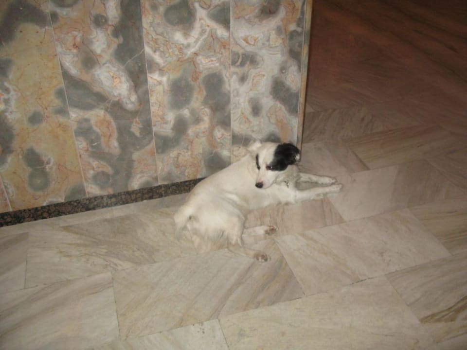 Piesek z hotelu aktathos Akrathos Beach Hotel