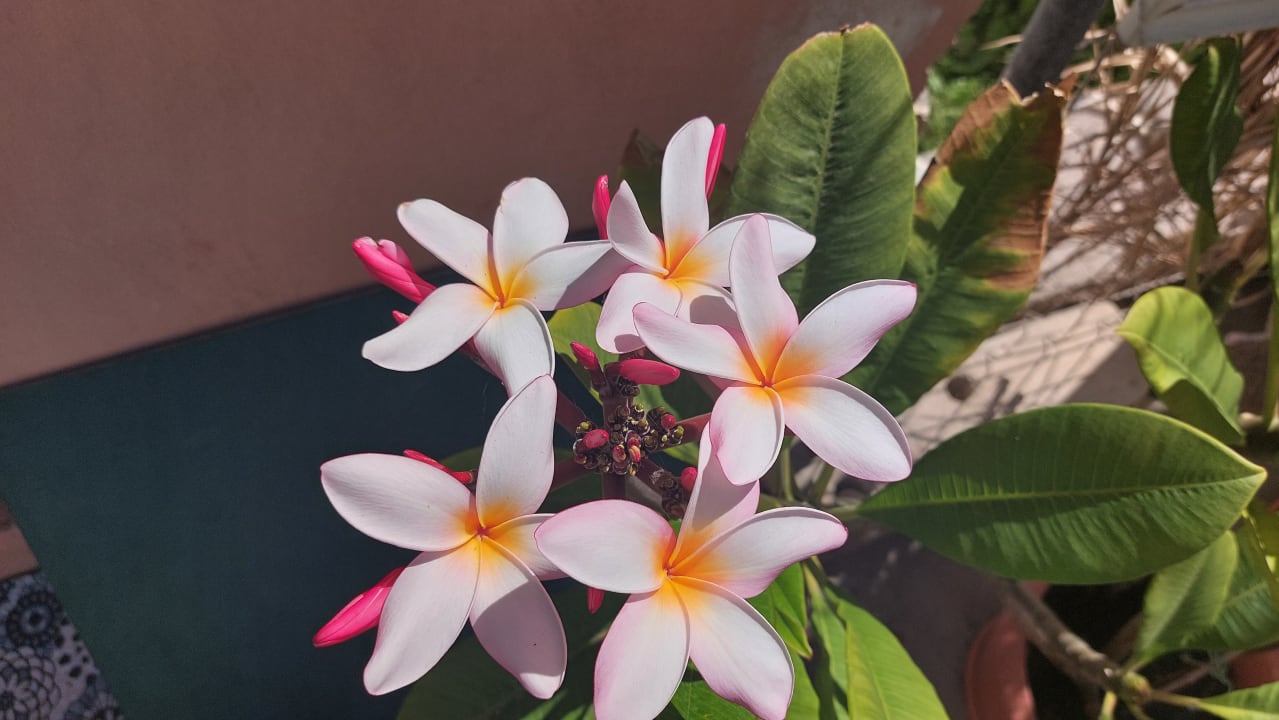 Gartenanlage Hotel Baja del Secreto