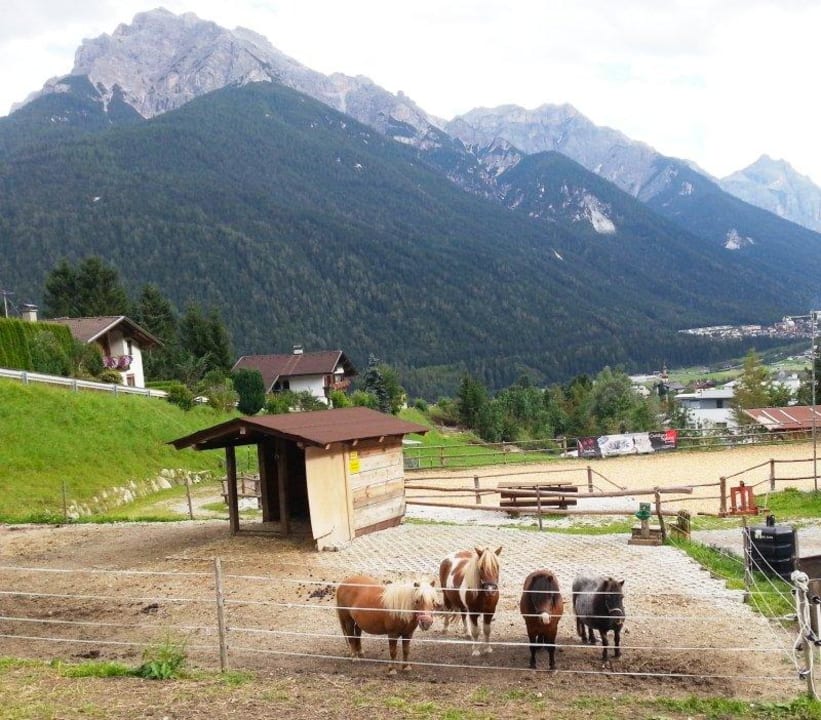 Blick auf die Ponys, die Reitanlage und das Tal KASSNHOF - Urlaub in den Bergen