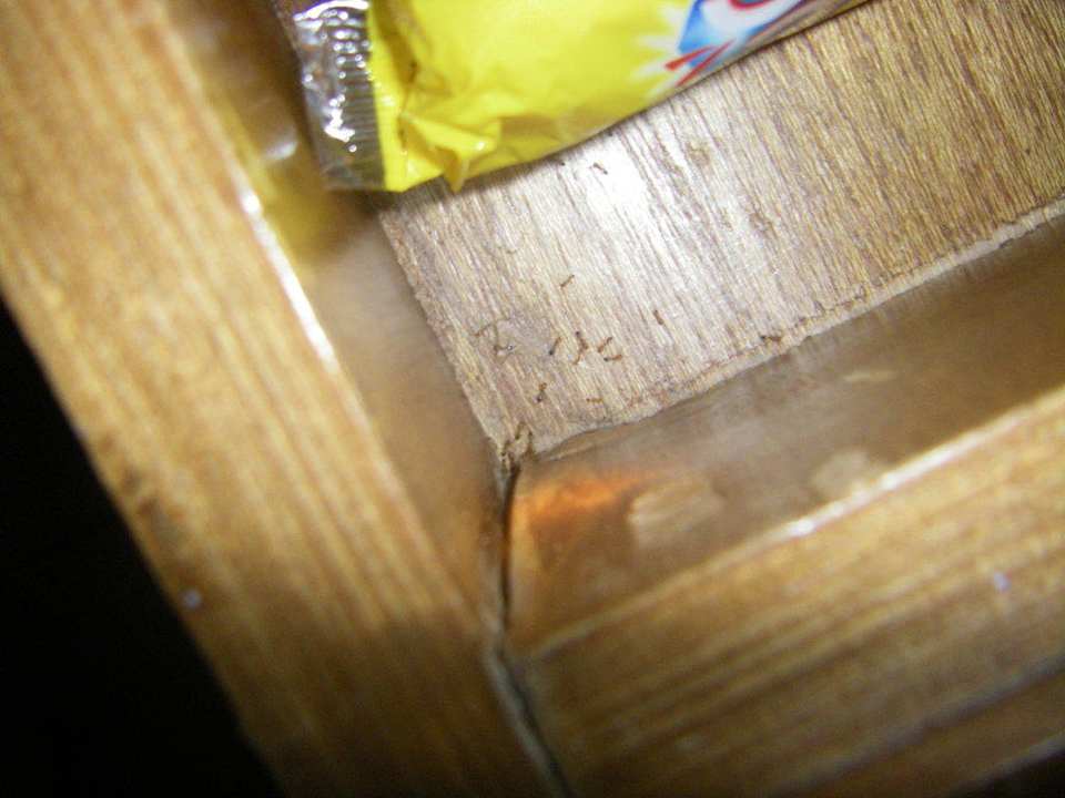 Schublade mit Ameisen! Regency Plaza Aqua Park & Spa