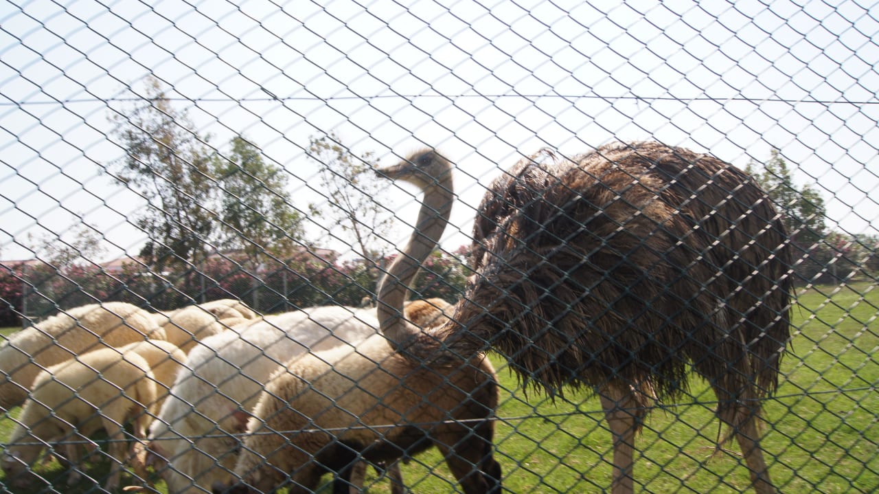 Zoo Belek Beach Resort Hotel