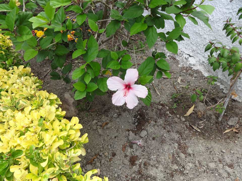 Villa Hibiscus Hotel Villa Hibiscus