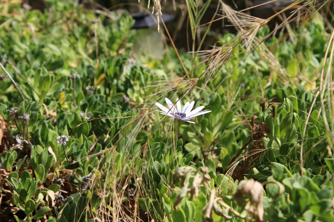 Gartenanlage Lindos Imperial Resort & Spa