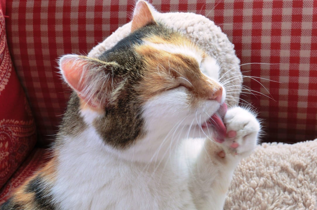 Murli, die Hauskatze Hotel Vitaler Landauerhof