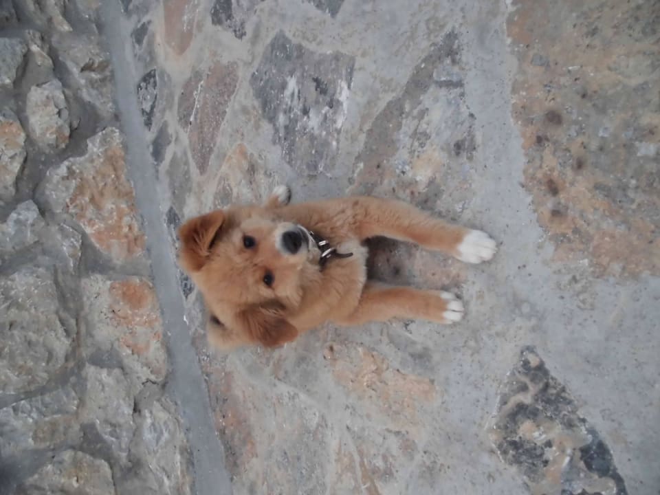 Welpe wurde gut behandelt Hotel Vrachos Villas