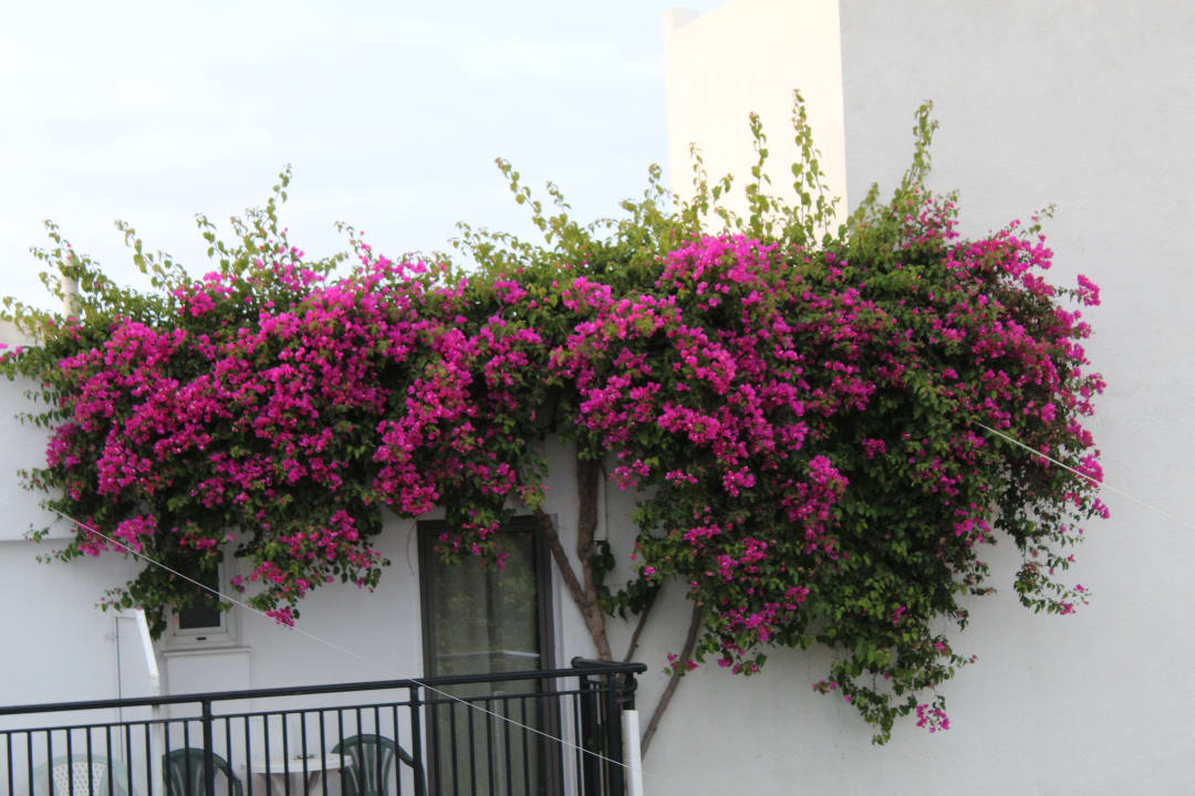 Sonstiges Hotel Malia Holidays