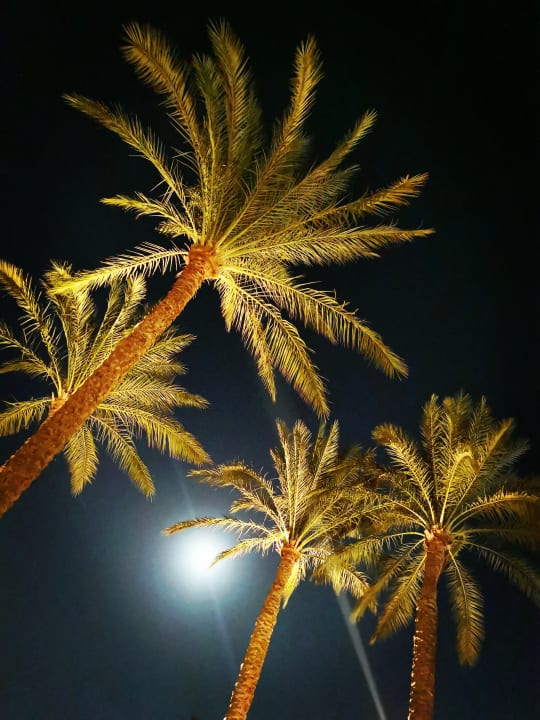 Gartenanlage Cleopatra Luxury Resort Makadi Bay