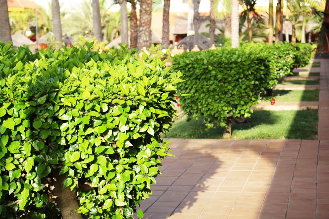 Gartenanlage Hotel Oasis Village