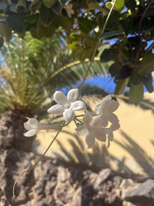 Gartenanlage H10 Playa Esmeralda - Adults only