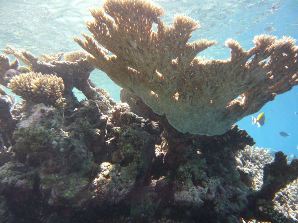 Hausriff Vilamendhoo Island Resort & Spa