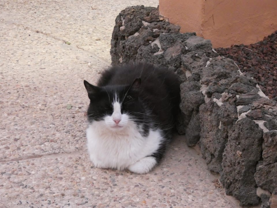 Hotelkatze Bakour Fuerteventura La Pared