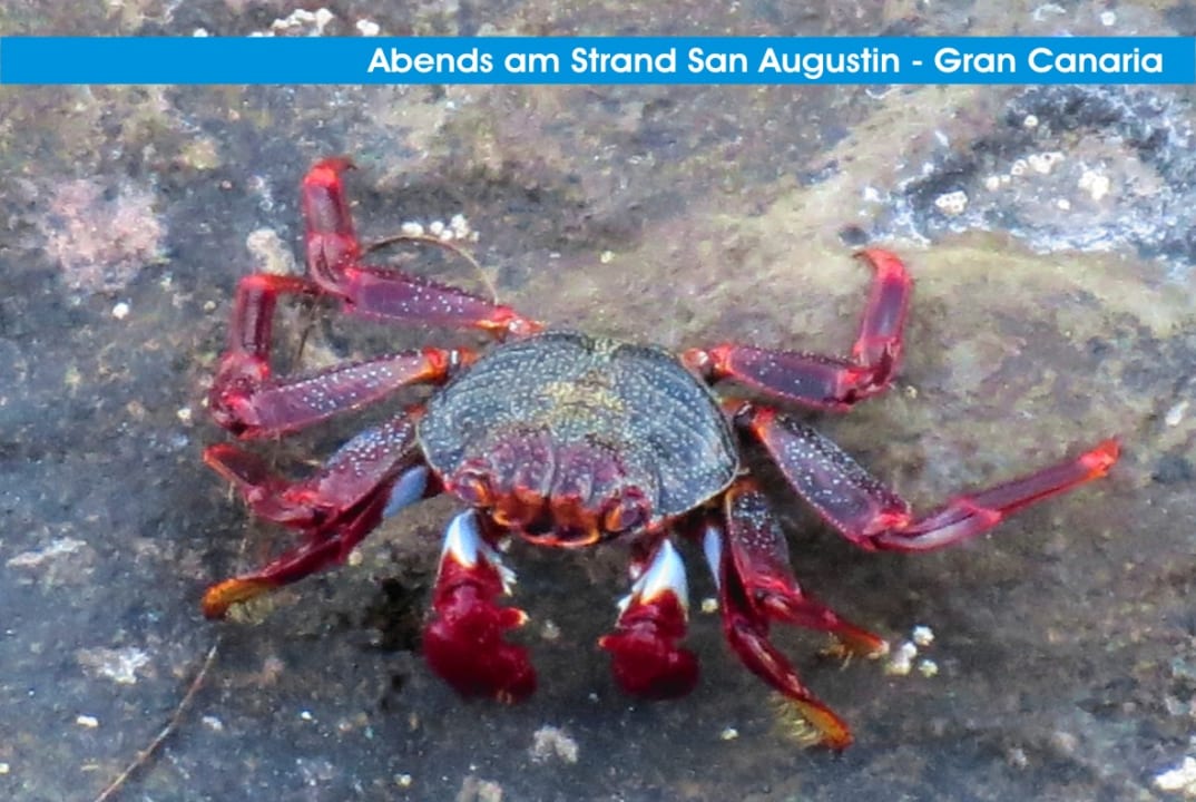 Strand Corallium Beach by Lopesan Hotels - Adults only