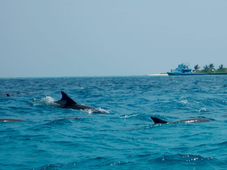 Delfine mittags 11:30 vor dem Strand Kuramathi Maldives