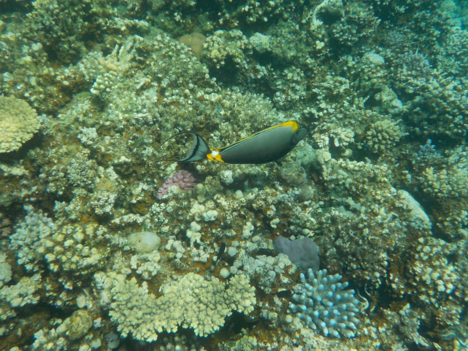 Sport & Freizeit Jaz Makadi Blue - TUI BLUE Makadi - Adults Friendly 16 Years Plus