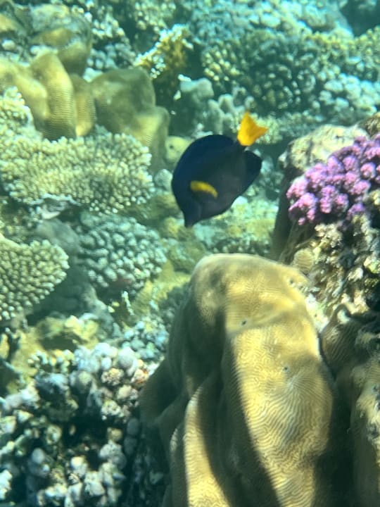 Sport & Freizeit Novotel Marsa Alam Beach Resort