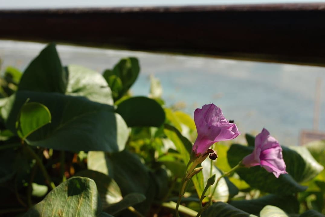 Ogrod Hotel Nubian Village