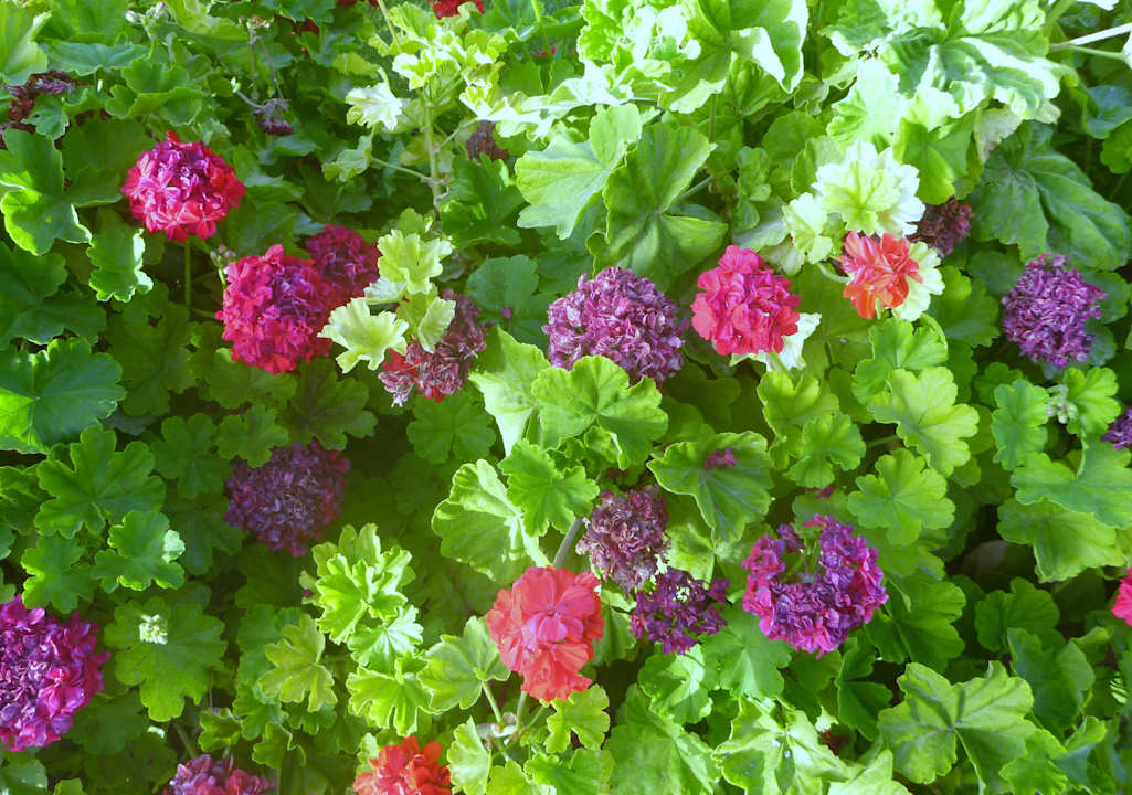 Schöne Blumen Pickalbatros Dana Beach Resort - Hurghada