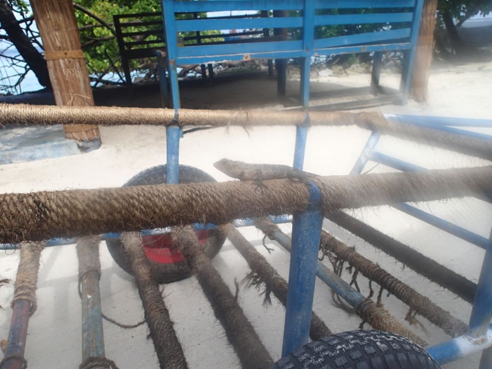 Inselbewohner Biyadhoo Island Resort