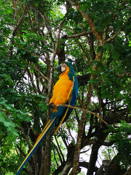 Gartenanlage Wyndham Alltra Punta Cana