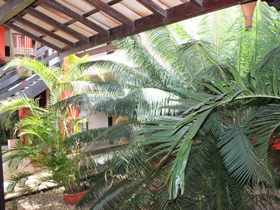 Pflanzen im Innenhof Hotel Porto Zarpa