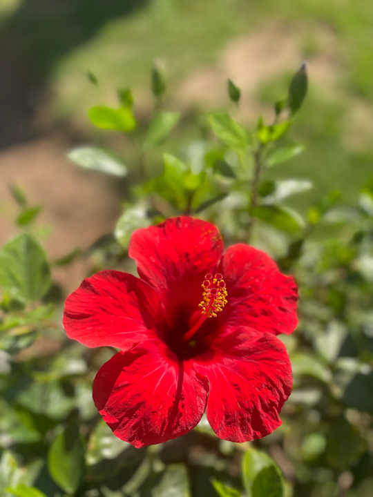 Gartenanlage Beach Albatros Resort