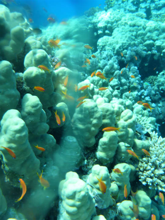 Sport & Freizeit Hotel Gorgonia Beach Resort