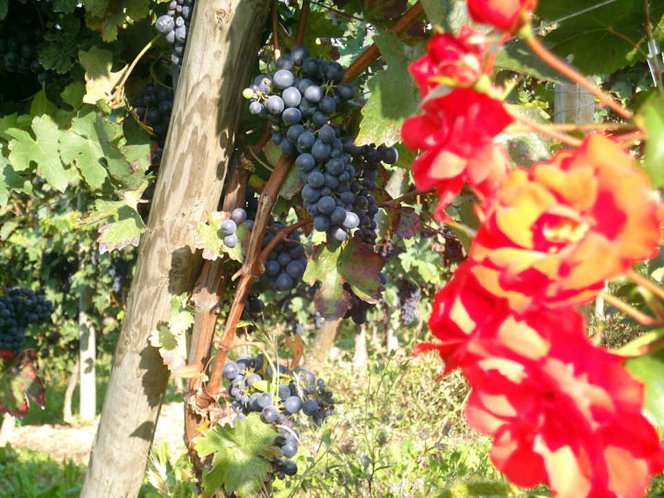 Rosen halten Ungeziefer fern Sunstar Hotel Piemont