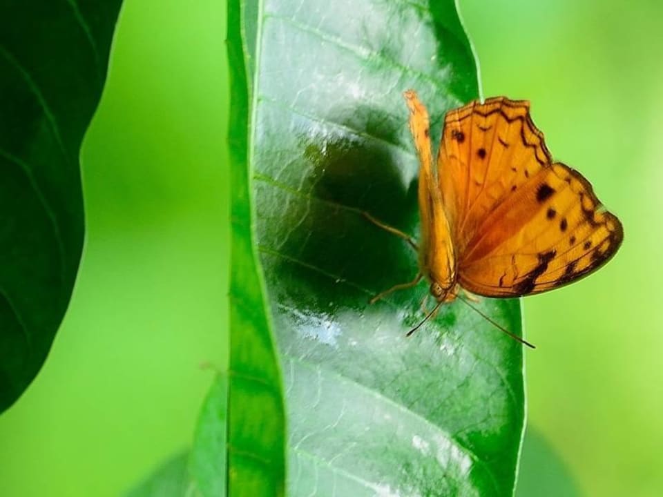 Schmetterling Shimba Hills Lodge