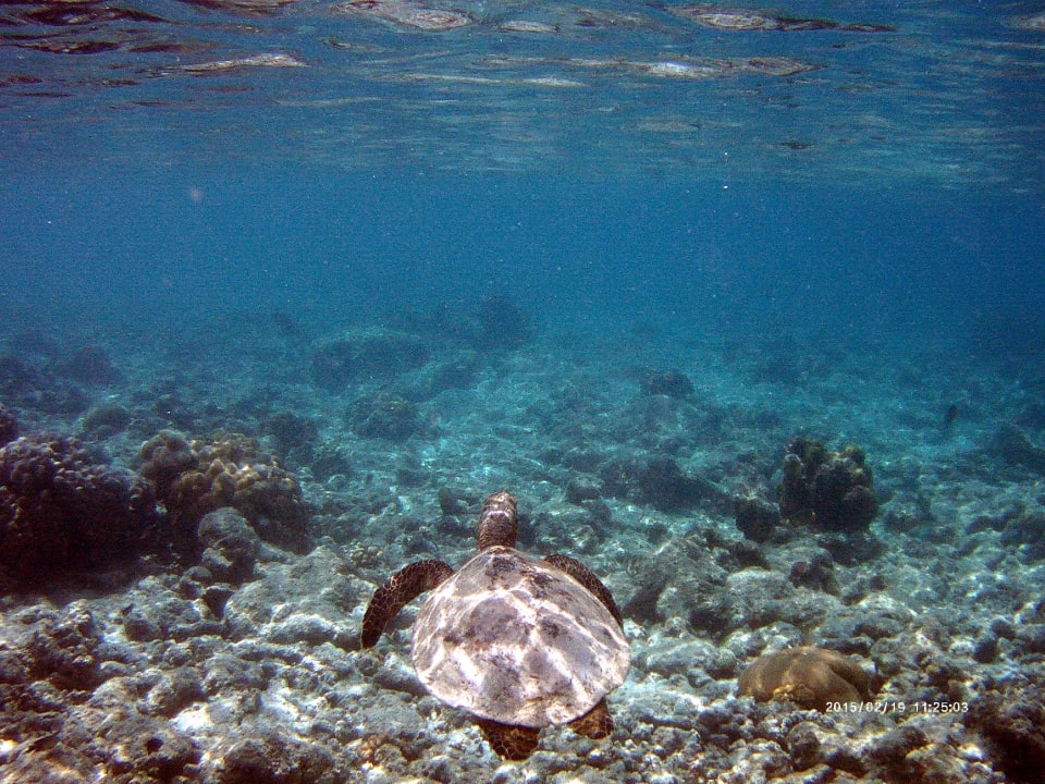 Hausriff mit Schildkröte NH Collection Maldives Reethi Resort