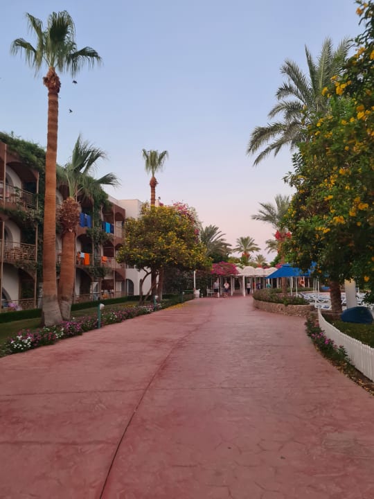 Gartenanlage Desert Rose