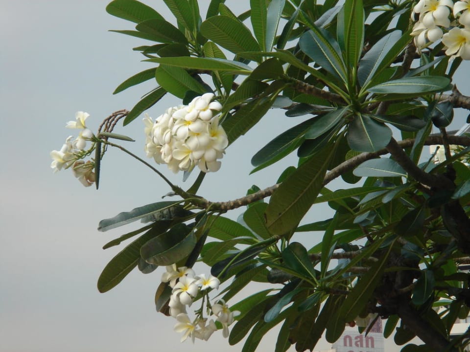 Duftwolken am Pool Shangri-La Hotel, Bangkok