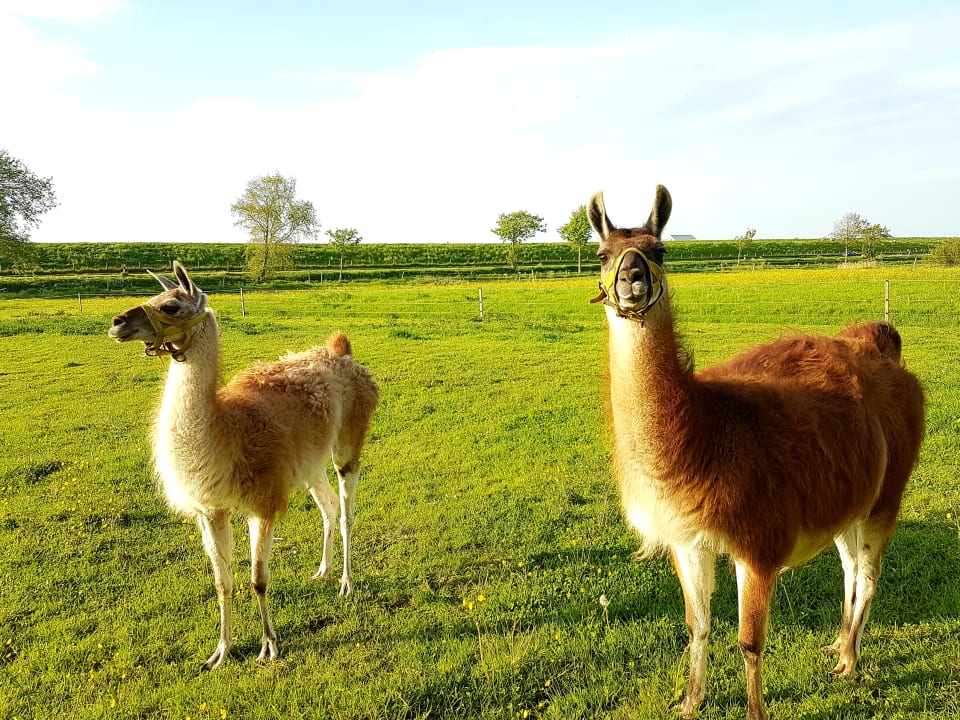 Sonstiges Ferienhof Inselblick