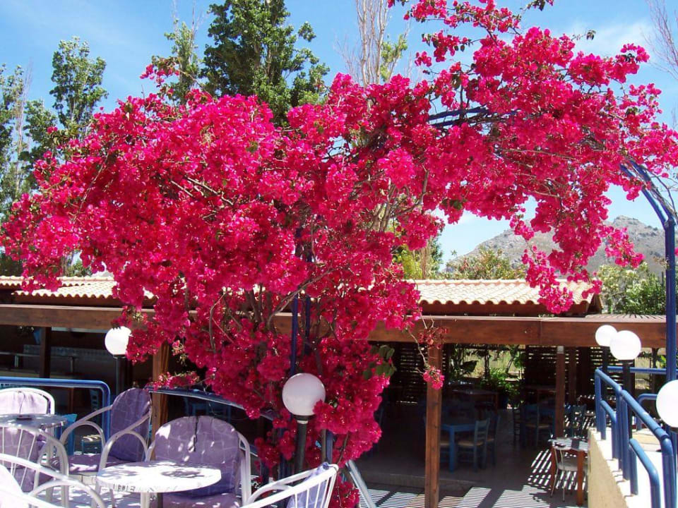 An der Bar Hotel Golden Odyssey