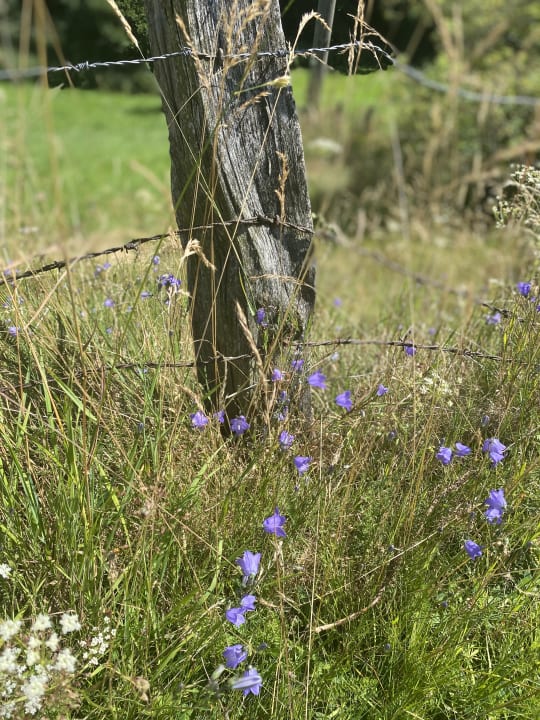 Ausblick Wiesenberghof